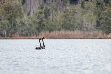 Fototapeta na wymiar Black Swans, Durras Lake, NSW, May 2021