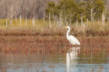 Fototapeta premium Great Egret, Durras Lake, NSW, May 2021
