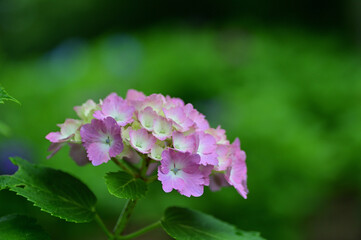 In Japan, hydrangeas start blooming from June to July