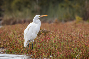 Great Egret, Durras Lake, NSW, May 2021