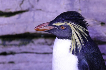 Nördlicher Felsenpinguin / Northern rockhopper penguin / Eudyptes moseleyi © Ludwig
