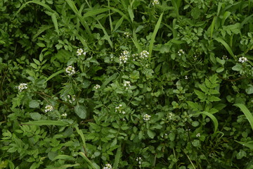 Watercress flowers and butterflies. Brassicaceae perennial grass.