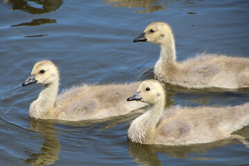Three Goslings, Pylypow Wetlands, Edmonton, Alberta