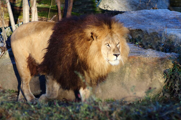 Afrikanischer Löwe / African lion / Panthera leo.