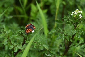 Watercress flowers and butterflies. Brassicaceae perennial grass.