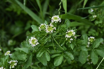 Watercress flowers and butterflies. Brassicaceae perennial grass.
