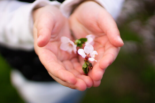 Flower in children's hands