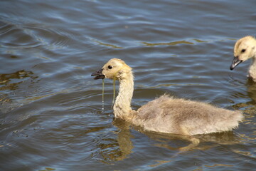 Gosling Eating, Pylypow Wetlands, Edmonton, Alberta