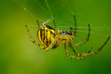 Spider on web