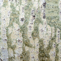 tree bark texture