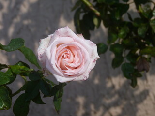 pink rose