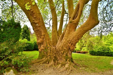 big tree in the park