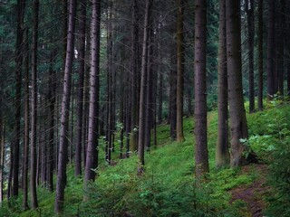 Obraz premium Pine and fir trees. Green coniferous forest in the morning. Dense old woods. Atmospheric landscape. Beautiful background.