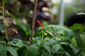 The young leaves of roses growing in the garden.