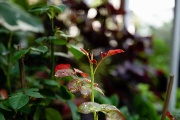 The young leaves of roses growing in the garden.