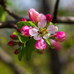 Spring,wild flowering of plants, awakening in nature, young flowers and shoots of trees with leaves on the sunny side.