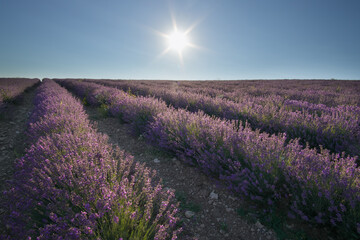Naklejka na ściany i meble Meadow of lavender at day.