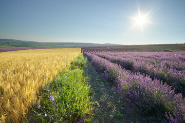 Fototapeta na wymiar Meadow of lavender and wheat at day