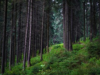 Fototapeta premium Pine and fir trees. Green coniferous forest in the morning. Dense old woods. Atmospheric landscape. Beautiful background.