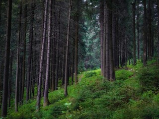 Pine and fir trees. Green coniferous forest in the morning. Dense old woods. Atmospheric landscape. Beautiful background.