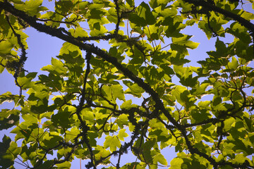 leaves against blue sky summer Cornwall