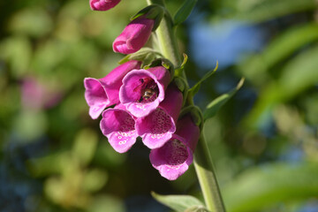 bee on foxgloves flower summer Cornwall England