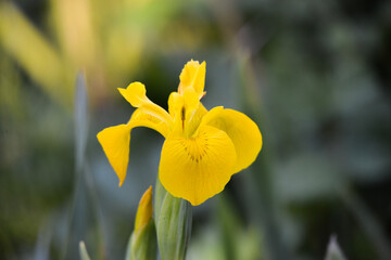 yellow iris flower summer Cornwall