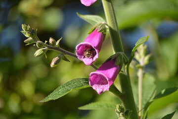 Little bee on foxgloves flower summer Cornwall