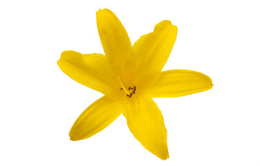 yellow lily isolated