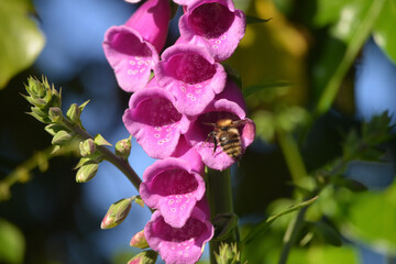 bee on foxgloves flower summer Cornwall