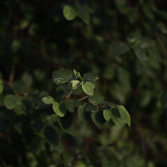 butterfly on a leaf