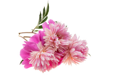 peony flower isolated