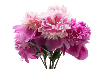 peony flower isolated