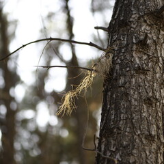 woodpecker on tree