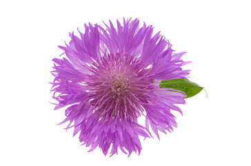 centaurea  flower isolated