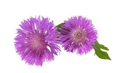 Obraz premium centaurea flower isolated