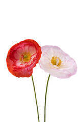 beautiful poppy flower isolated