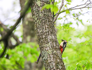 雛に餌を運ぶアカゲラ