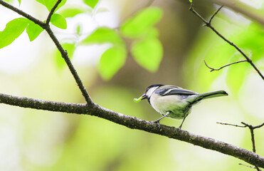 Obraz premium 餌を加えたシジュウカラ