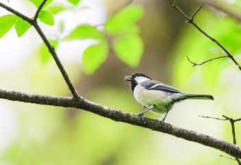 枝に留まるシジュウカラ