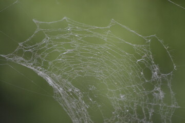 ловушка паука