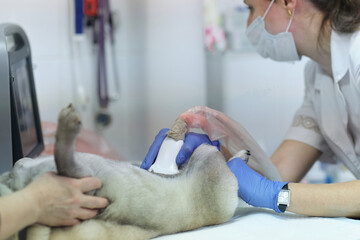 dog having ultrasound scan in a veterinary clinic