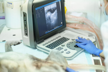 dog having ultrasound scan in a veterinary clinic