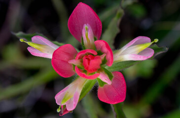 Indian Paintbrush
