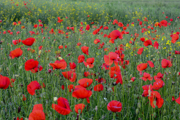 Field of red poppies flowers(Papaver rhoeas) close up. The plant is also known as corn rose, common, corn , field , Flanders or red poppy.