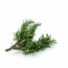 Rosemary, close-up. A twig with green needle-like leaves. Isolated on a white background. Lower left corner.
