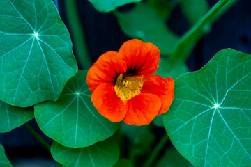 The garden nasturtium (Tropaeolum majus) flowering in the garden. The plant is also known as...