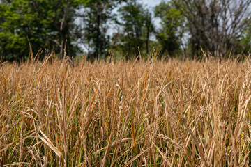 Rice Planting In The Field, Thailand.