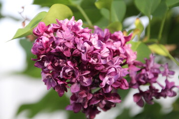 Purple Lilac, Edmonton, Alberta