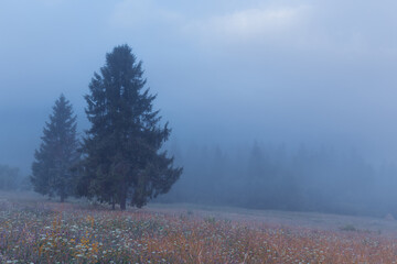 Beautiful morning nature scene of Carpathian mountains hill with summer wildflowers and spruce forest on the foreground. Foggy sunrise landscape.